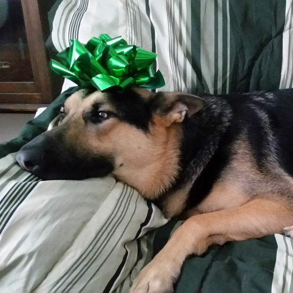 Meet your Posher, Ivana - Picture 3 of 8